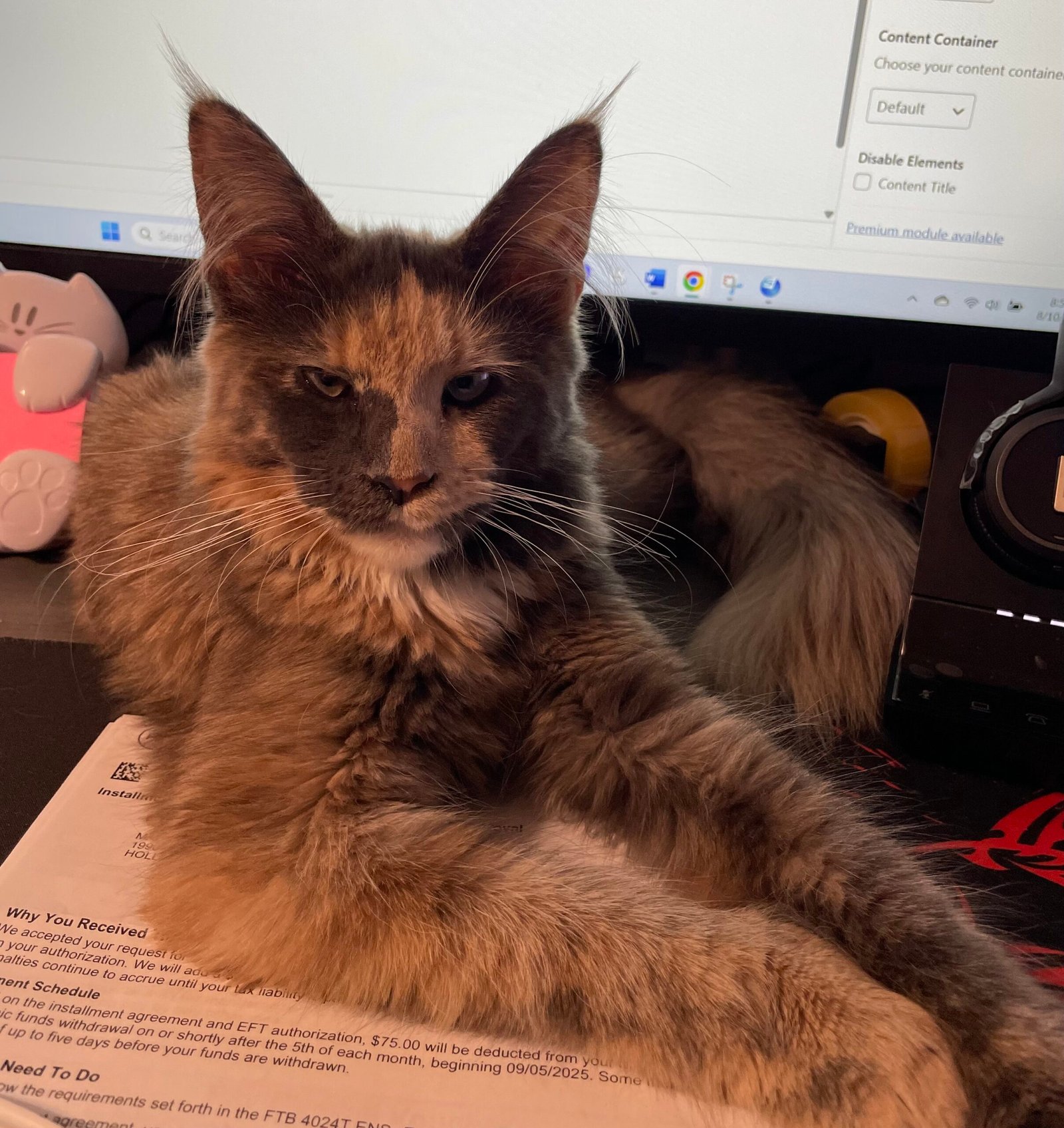 Coco — odd-eyed blue-tortie Maine Coon queen