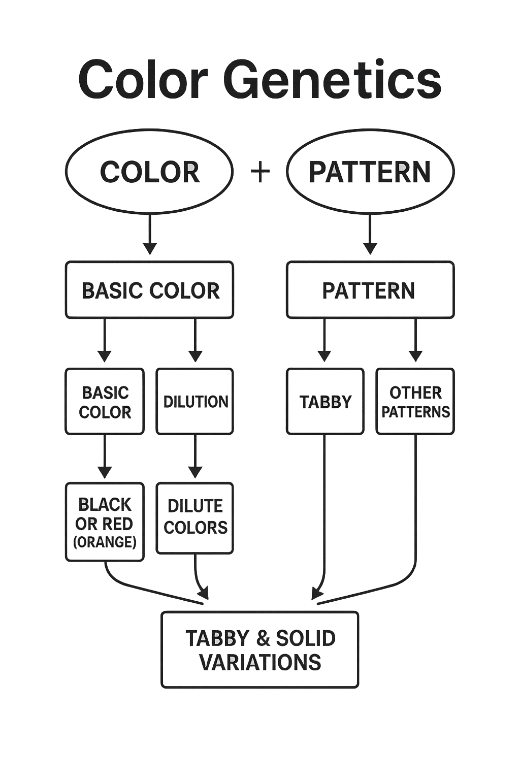 Overview of cat color genetics