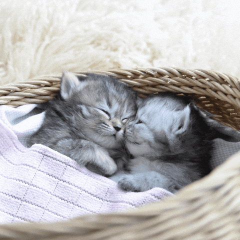 Maine Coon kittens cuddling