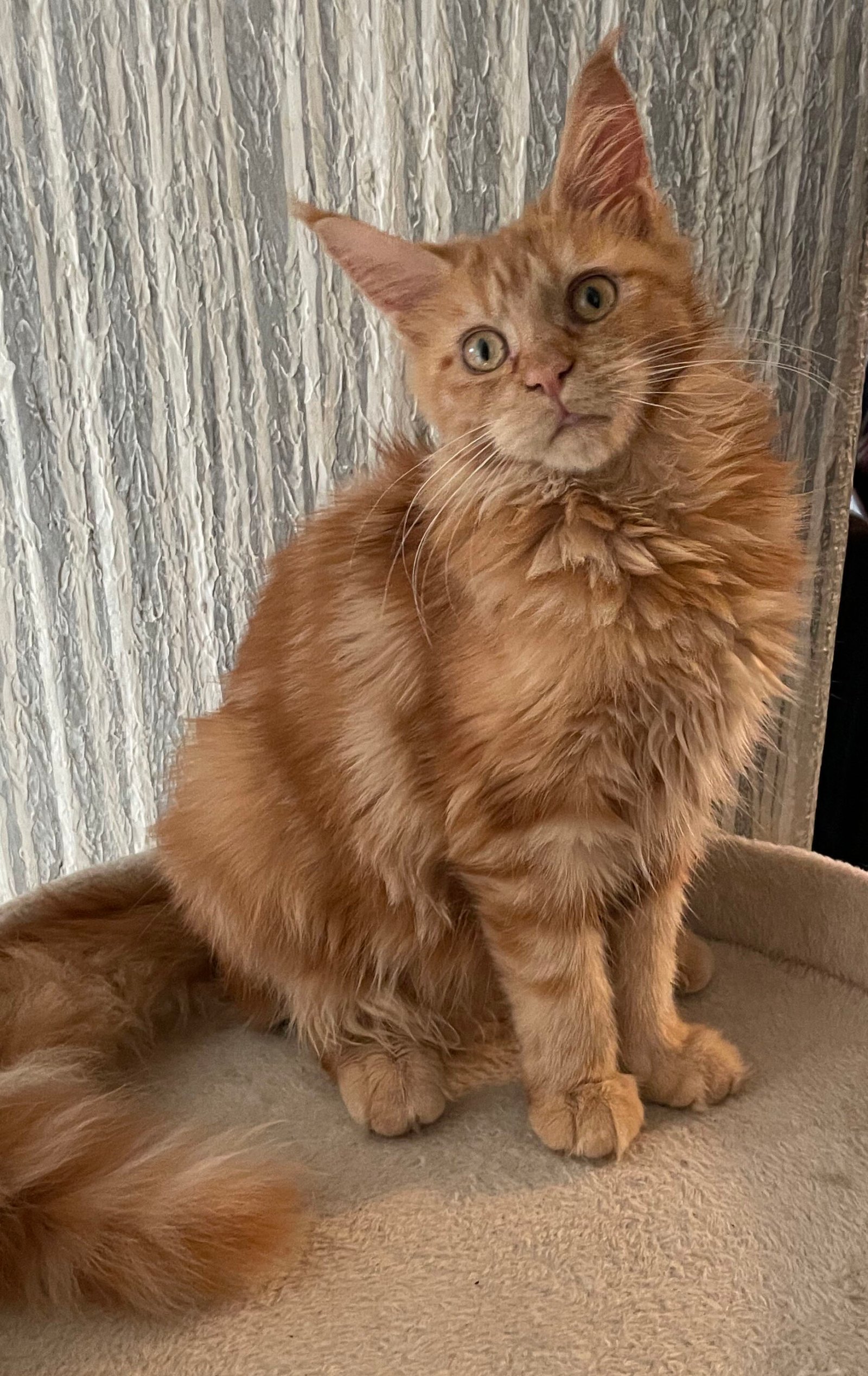 Fairy — Red classic tabby Maine Coon queen