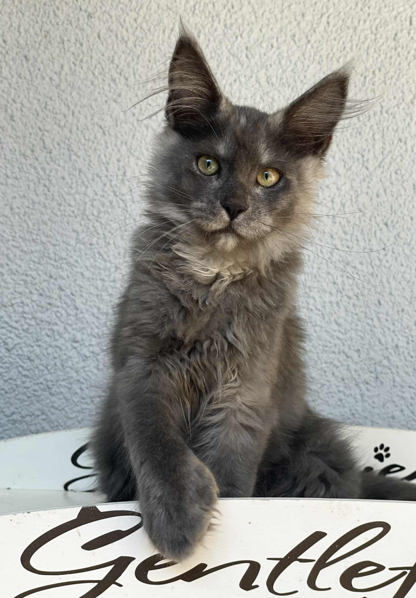 Siri — blue smoke Maine Coon