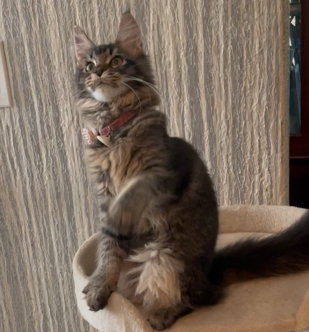 Yennefer — black ticked tabby Maine Coon