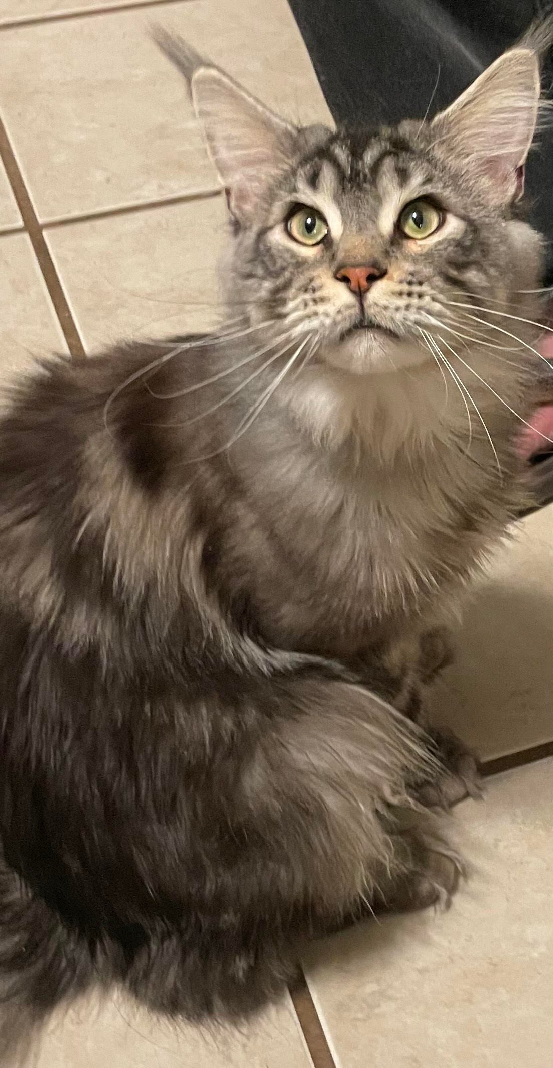 Malfoy — black silver classic tabby Maine Coon