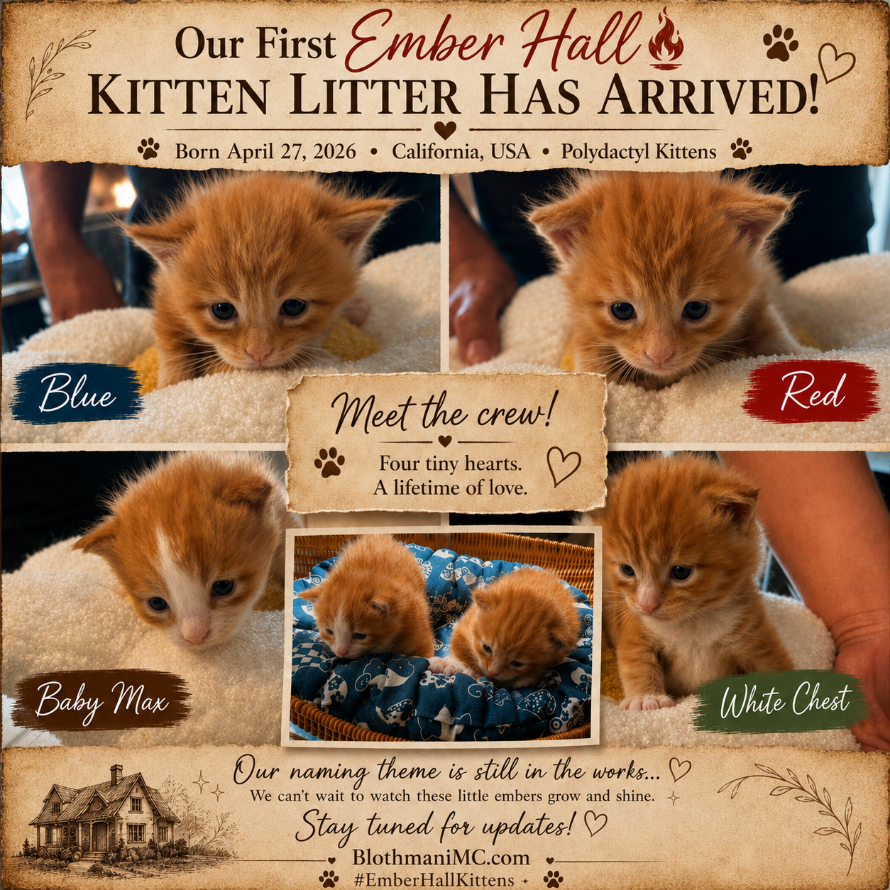 First Emberhall kitten litter collage