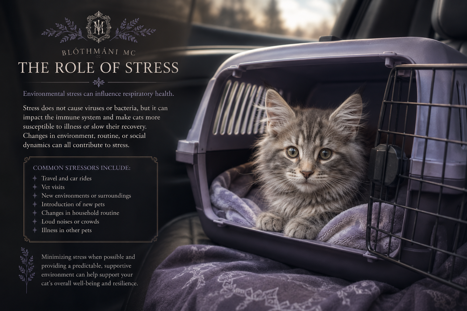 Stress and transition in cats