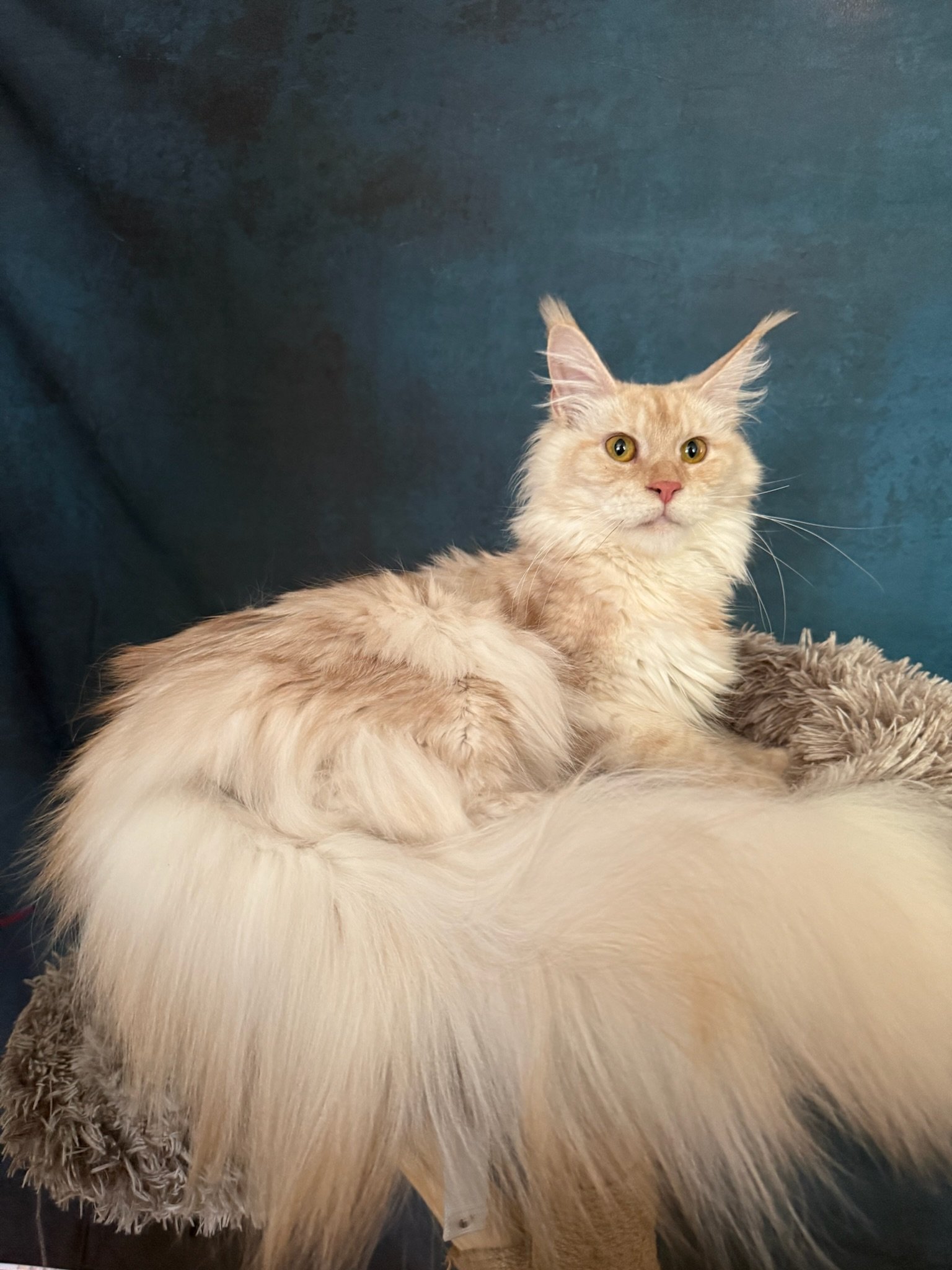 Blondie displaying her royal tail, red silver ticked tabby Maine Coon queen