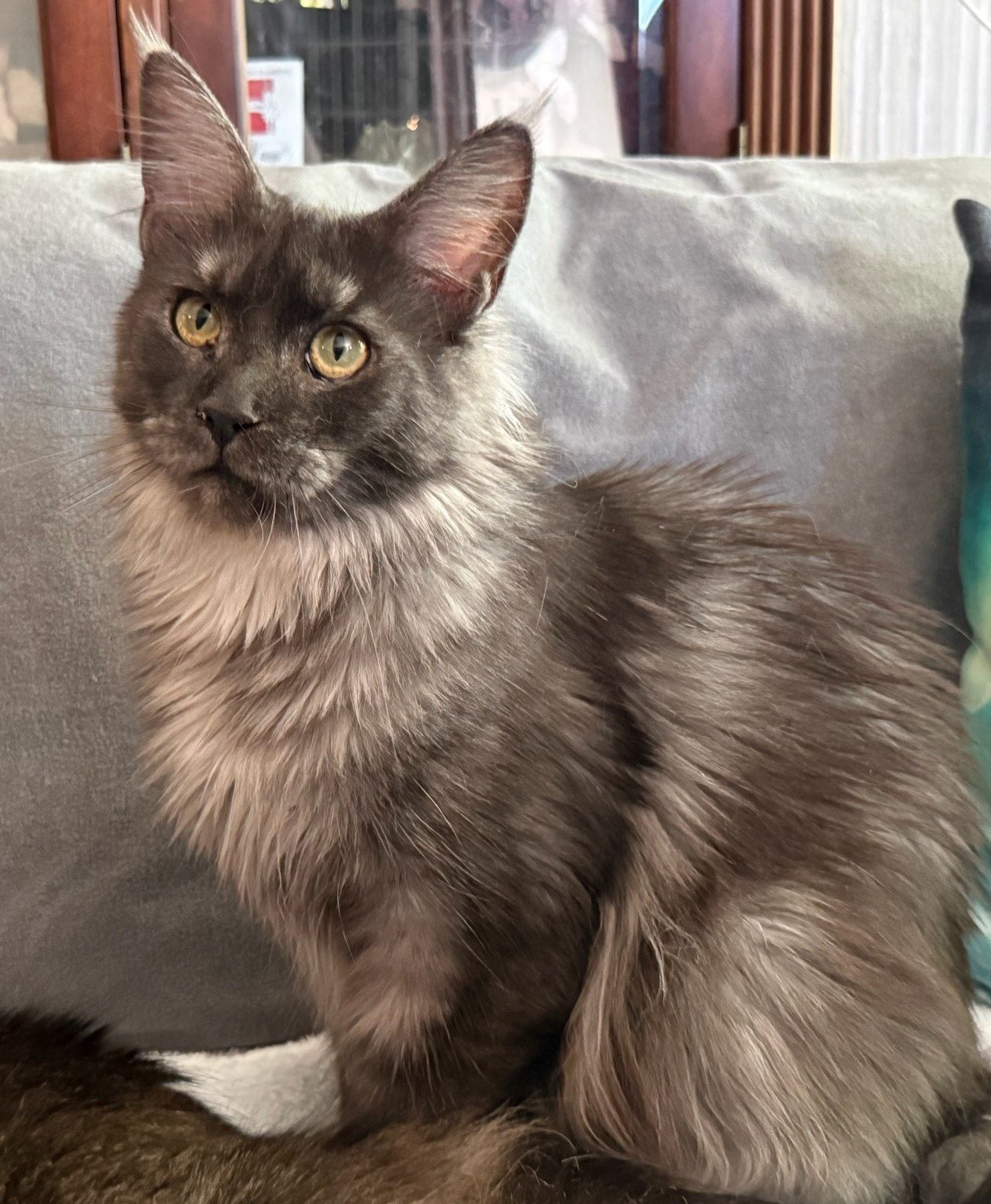 Fortune — black smoke Maine Coon portrait