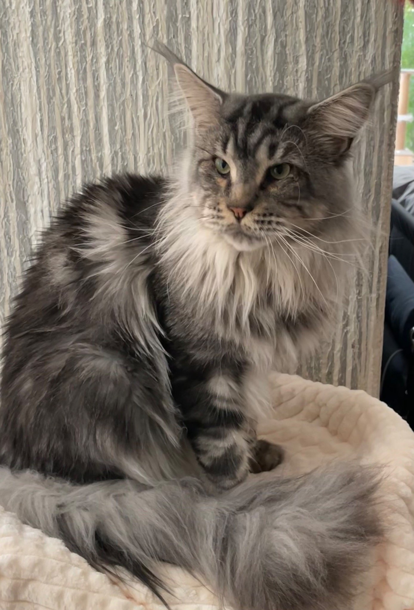 Malfoy — black silver classic tabby Maine Coon portrait