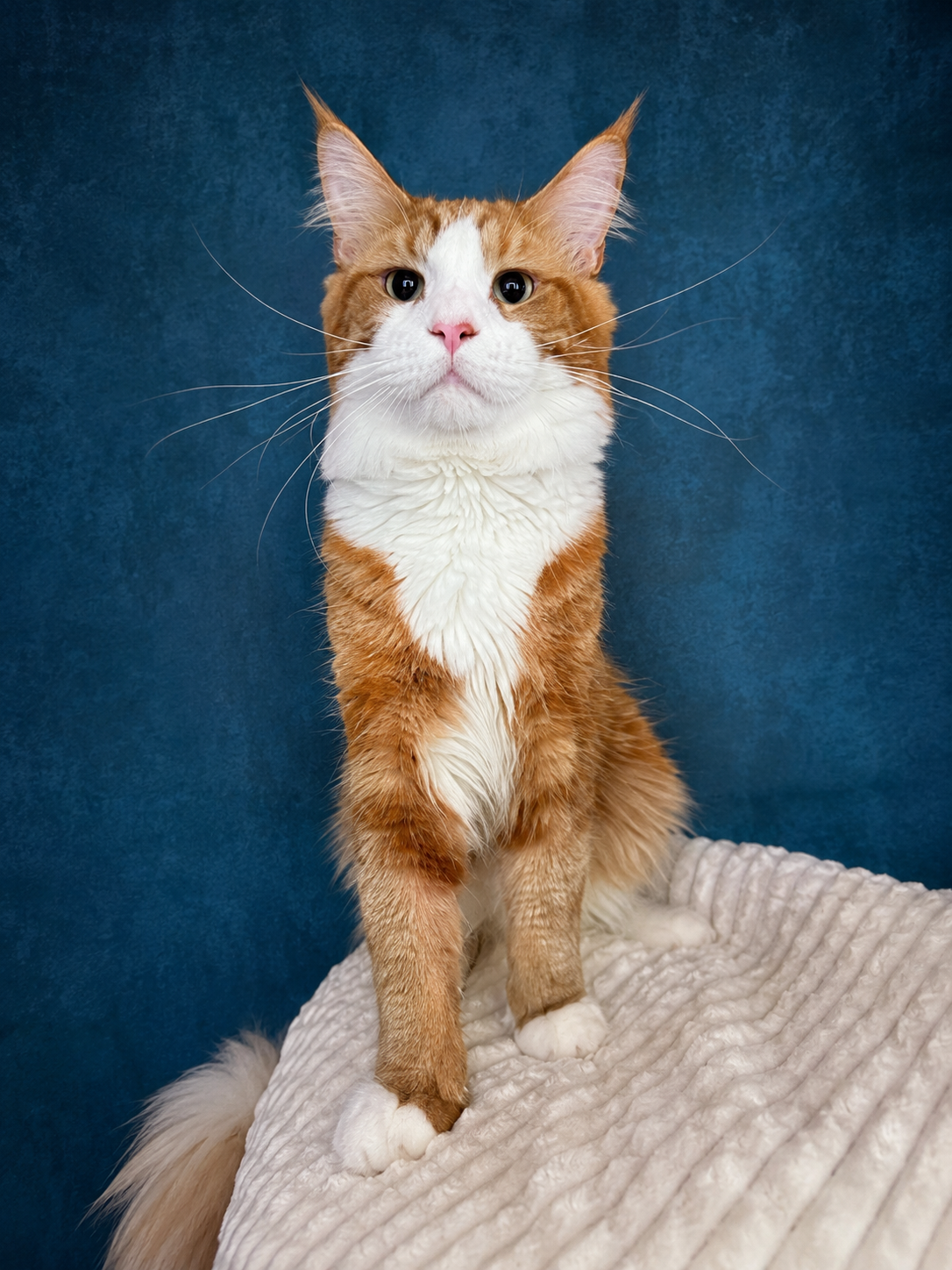 Max — red solid with white Maine Coon stud, with visible ghost tabby markings