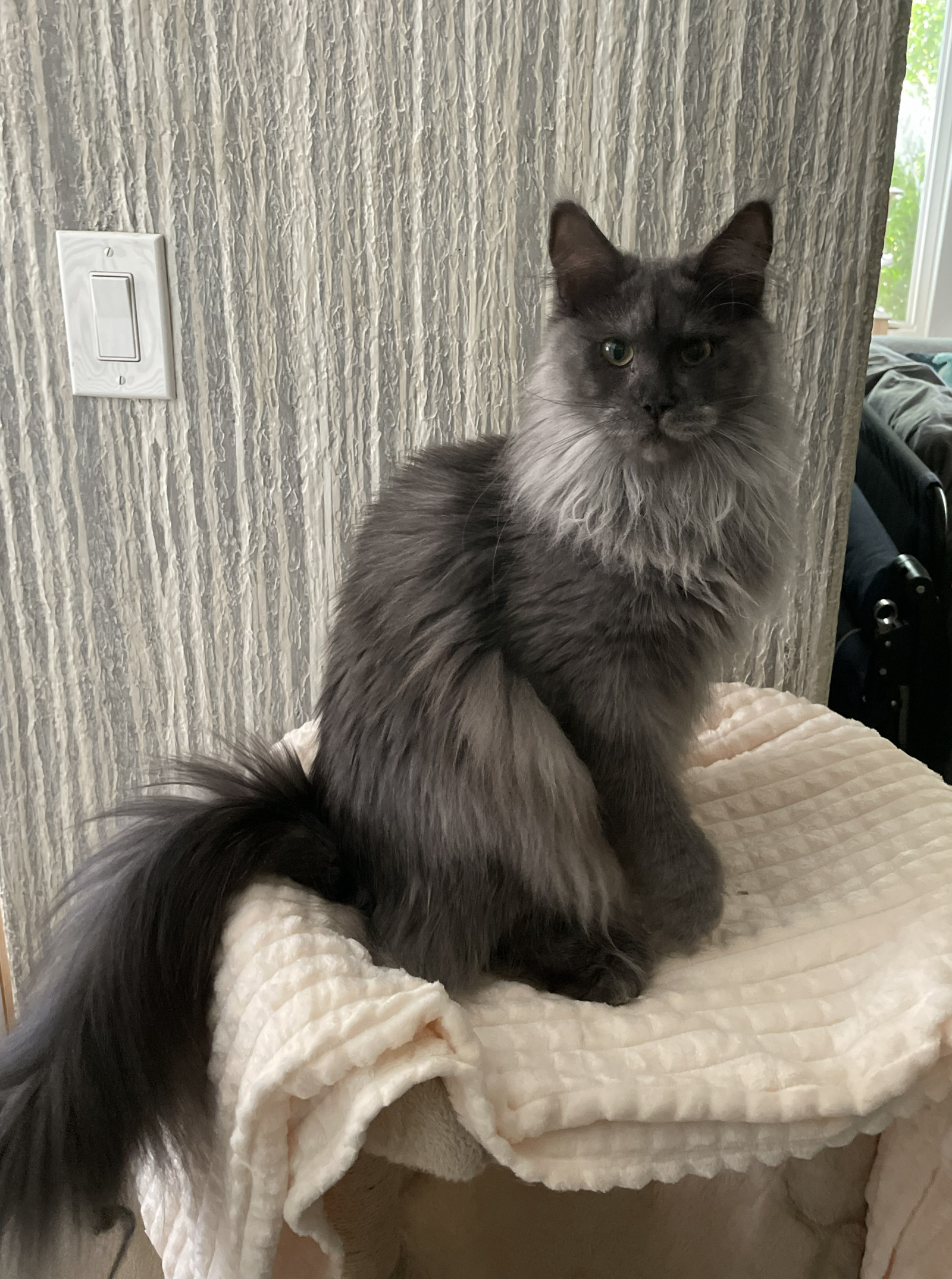 Siri, blue smoke Maine Coon portrait