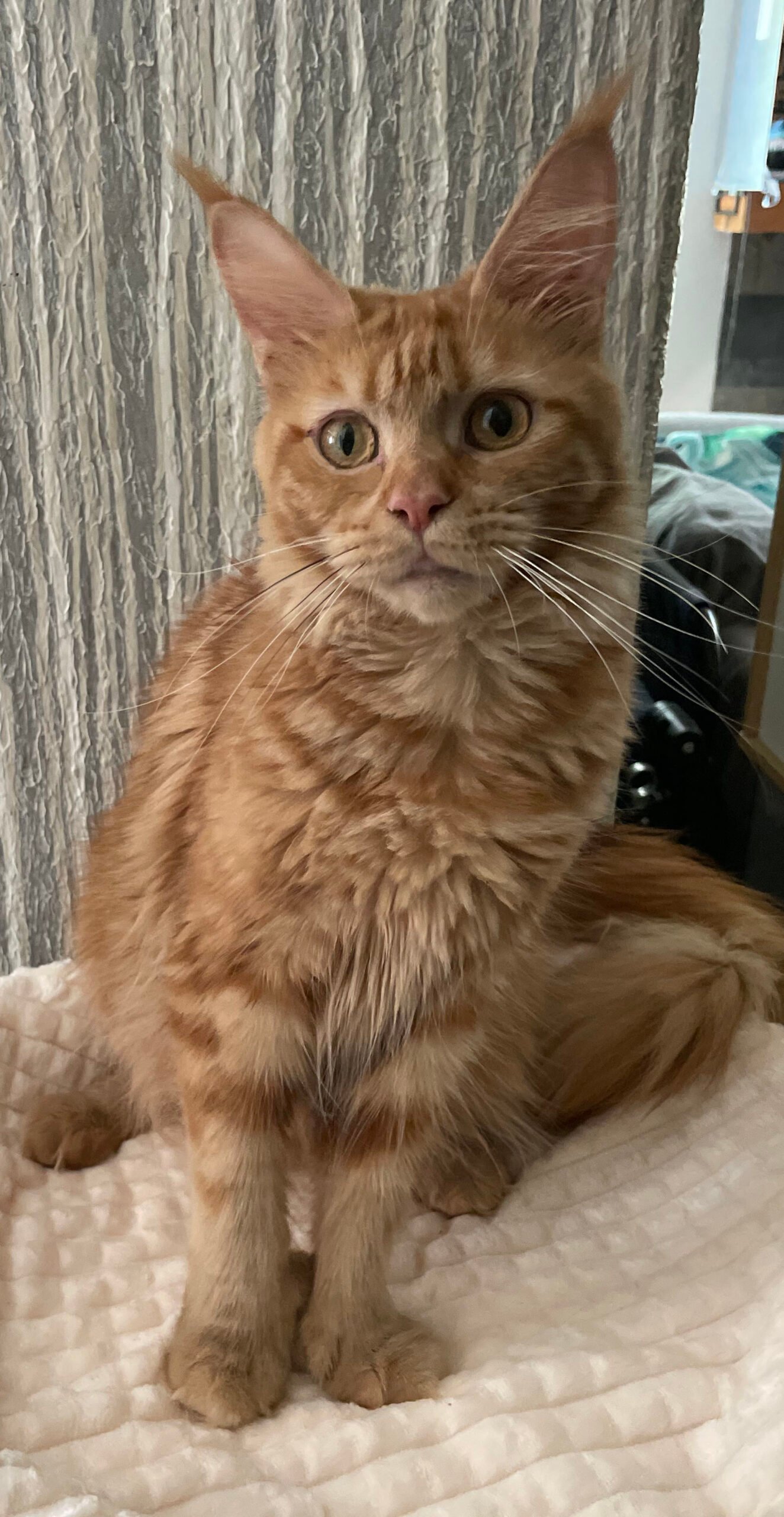 Fairy — Red classic tabby Maine Coon queen