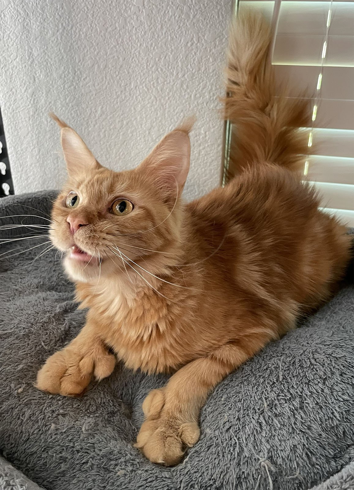 Fairy, a red polydactyl Maine Coon