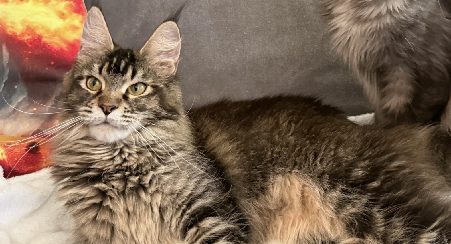 Yennefer — black ticked tabby Maine Coon