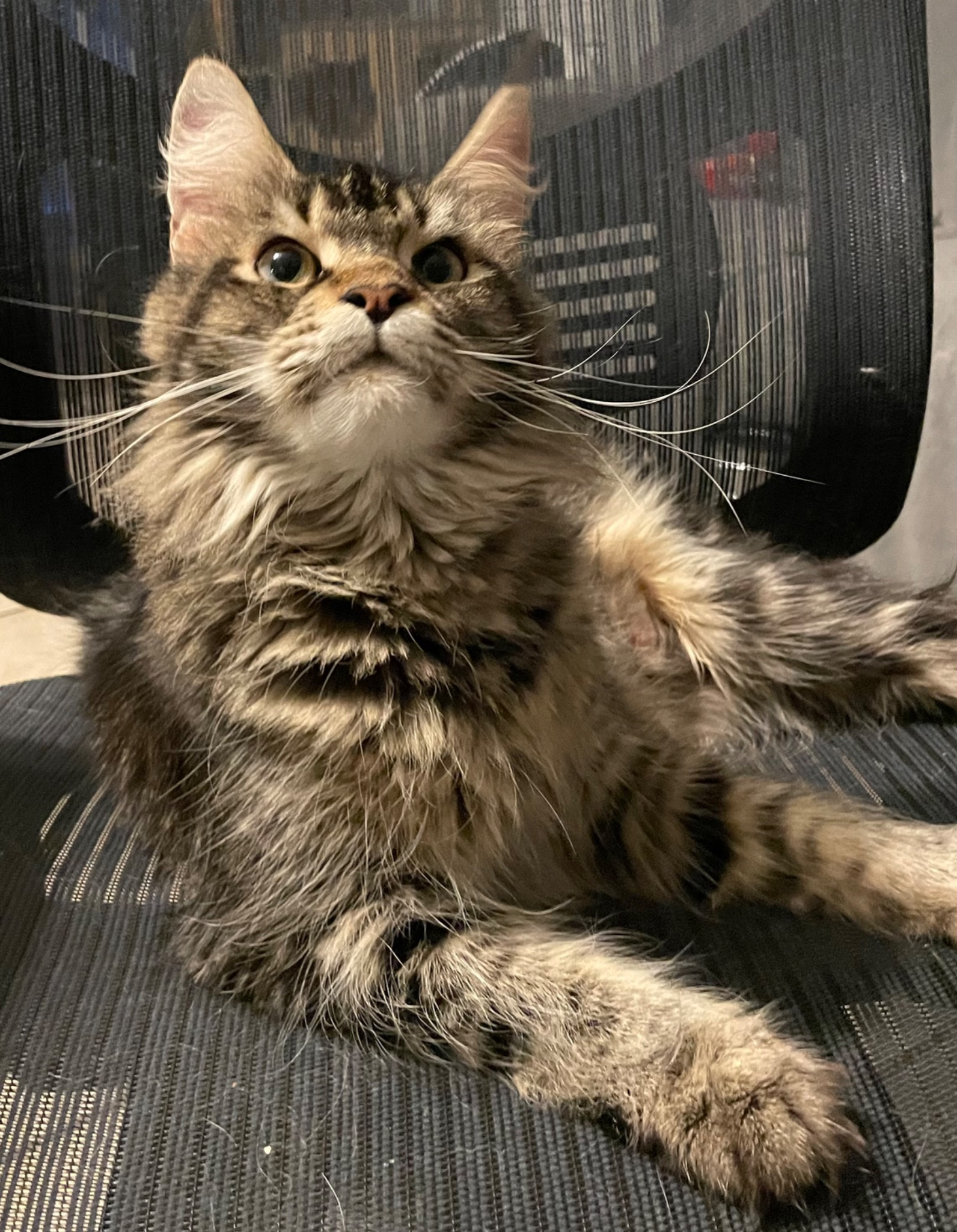 Yennefer, Maine Coon queen